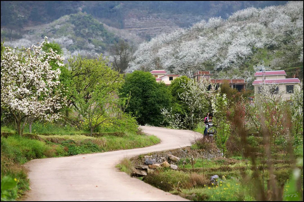 【春天,广西桂林灌阳县向您发出邀请!】我们在灌阳看梨花 - 游山玩水 - 阳泉生活社区 - 阳泉28生活网 yq.28life.com