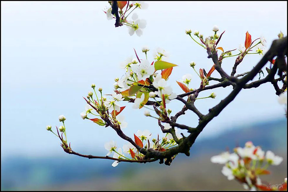 【春天,广西桂林灌阳县向您发出邀请!】我们在灌阳看梨花 - 游山玩水 - 阳泉生活社区 - 阳泉28生活网 yq.28life.com