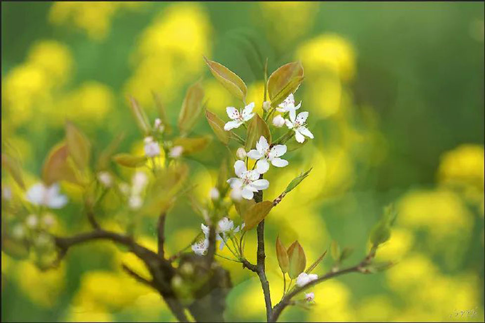 【春天,广西桂林灌阳县向您发出邀请!】我们在灌阳看梨花 - 游山玩水 - 阳泉生活社区 - 阳泉28生活网 yq.28life.com