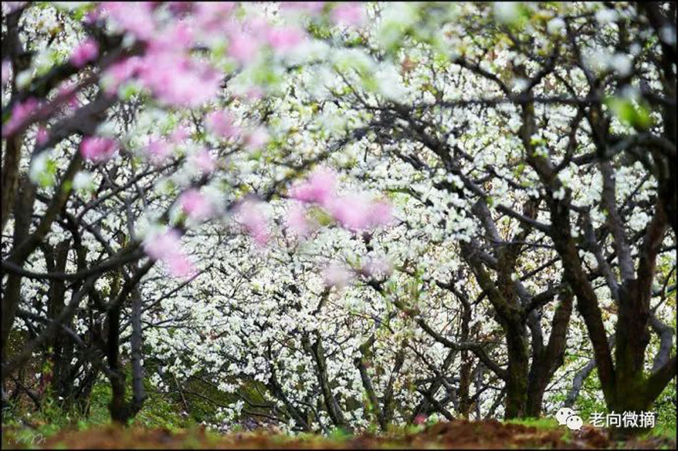 【春天,广西桂林灌阳县向您发出邀请!】我们在灌阳看梨花 - 游山玩水 - 阳泉生活社区 - 阳泉28生活网 yq.28life.com