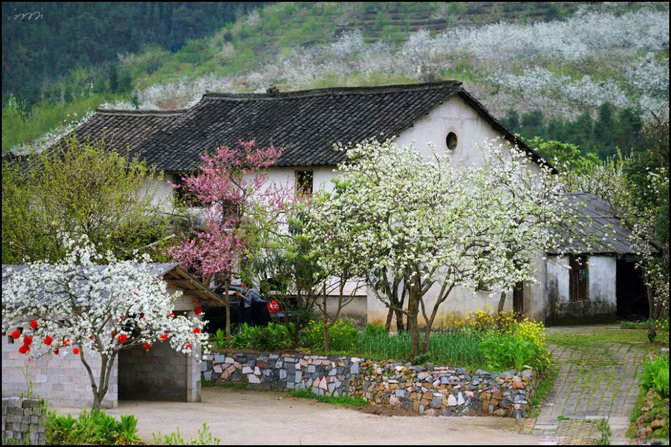 【春天,广西桂林灌阳县向您发出邀请!】我们在灌阳看梨花 - 游山玩水 - 阳泉生活社区 - 阳泉28生活网 yq.28life.com