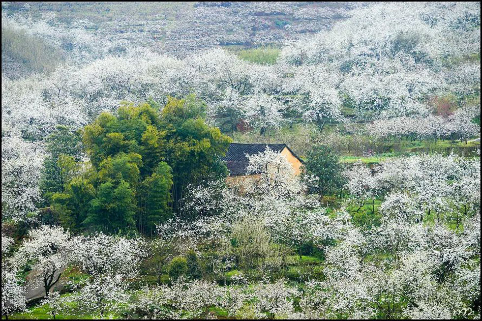【春天,广西桂林灌阳县向您发出邀请!】我们在灌阳看梨花 - 游山玩水 - 阳泉生活社区 - 阳泉28生活网 yq.28life.com