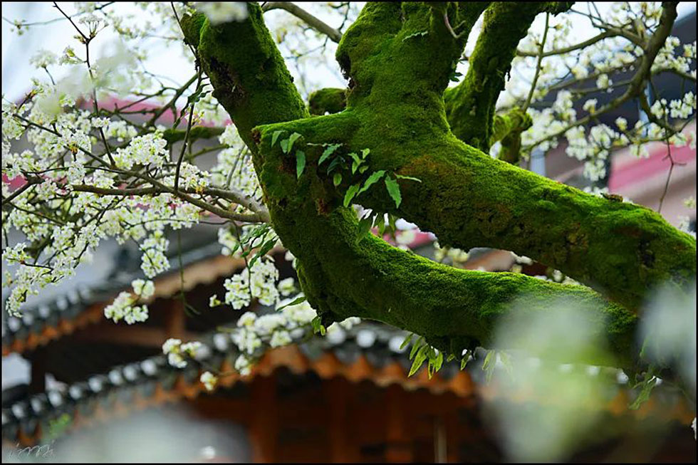 【春天,广西桂林灌阳县向您发出邀请!】我们在灌阳看梨花 - 游山玩水 - 阳泉生活社区 - 阳泉28生活网 yq.28life.com