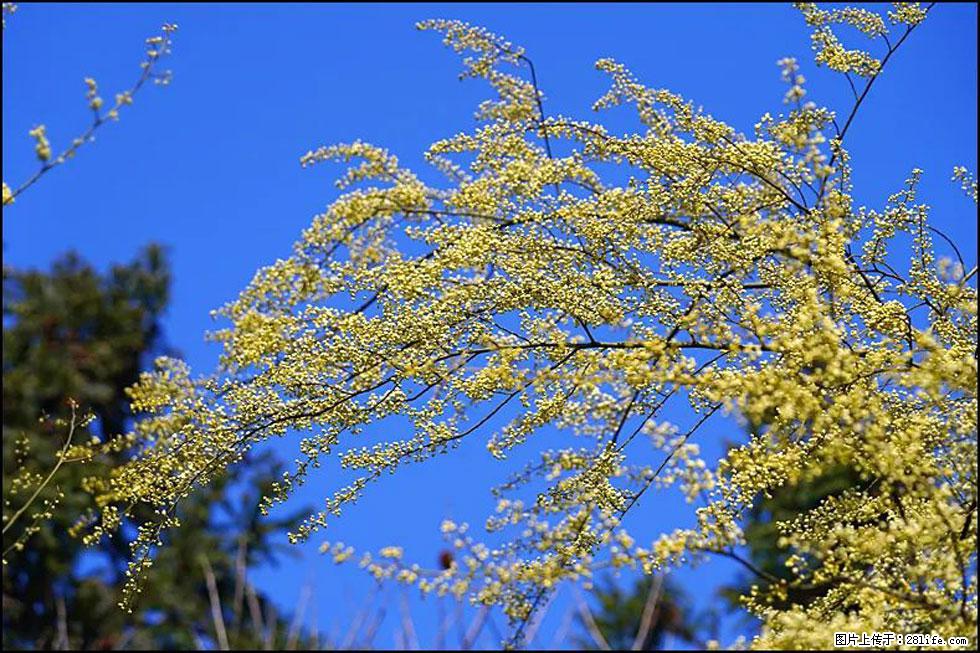 【春天,广西桂林灌阳县向您发出邀请!】米珠山前有片山苍子花在飘香 - 游山玩水 - 阳泉生活社区 - 阳泉28生活网 yq.28life.com