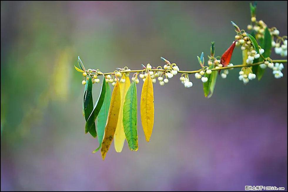 【春天,广西桂林灌阳县向您发出邀请!】米珠山前有片山苍子花在飘香 - 游山玩水 - 阳泉生活社区 - 阳泉28生活网 yq.28life.com