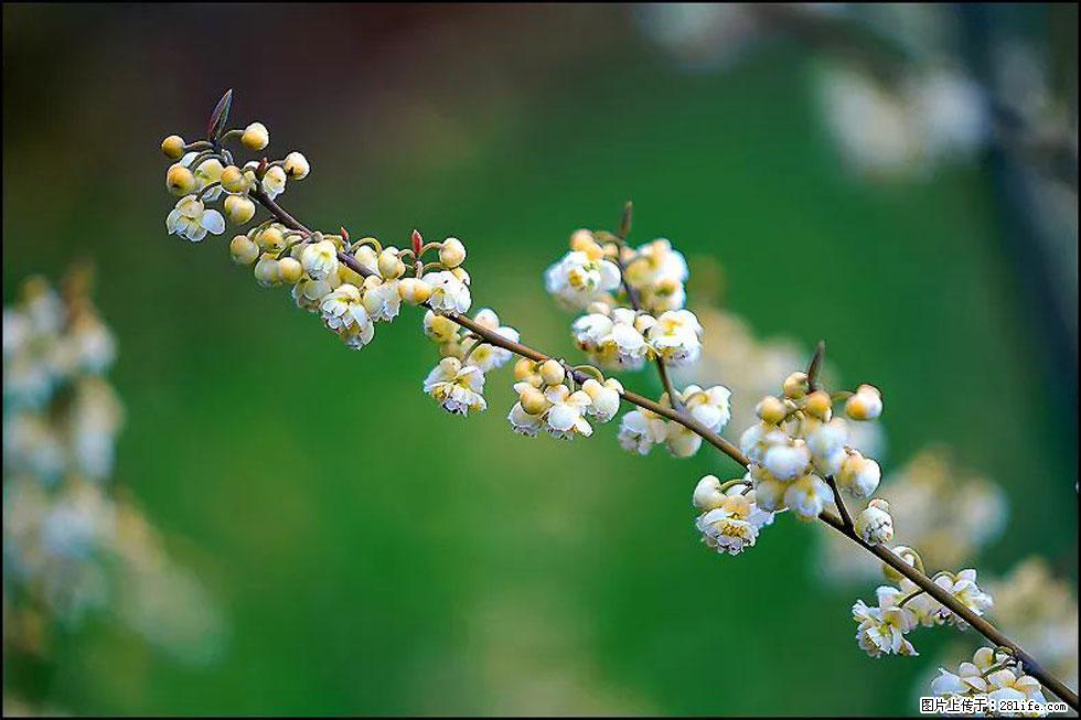 【春天,广西桂林灌阳县向您发出邀请!】米珠山前有片山苍子花在飘香 - 游山玩水 - 阳泉生活社区 - 阳泉28生活网 yq.28life.com