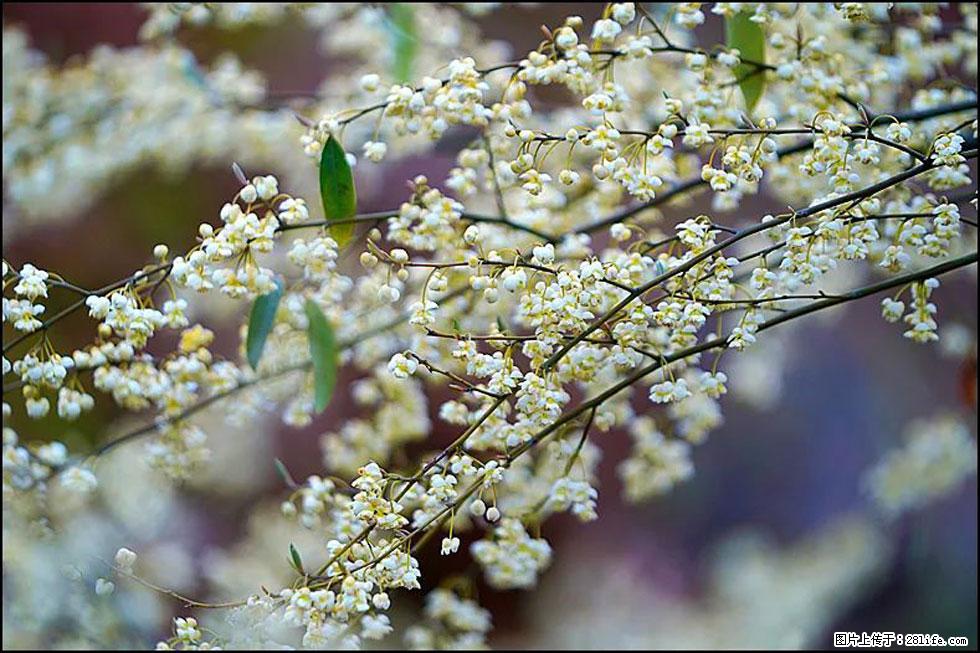 【春天,广西桂林灌阳县向您发出邀请!】米珠山前有片山苍子花在飘香 - 游山玩水 - 阳泉生活社区 - 阳泉28生活网 yq.28life.com