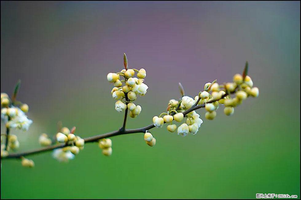 【春天,广西桂林灌阳县向您发出邀请!】米珠山前有片山苍子花在飘香 - 游山玩水 - 阳泉生活社区 - 阳泉28生活网 yq.28life.com