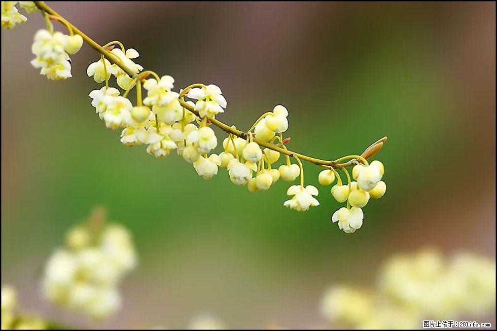 【春天,广西桂林灌阳县向您发出邀请!】米珠山前有片山苍子花在飘香 - 游山玩水 - 阳泉生活社区 - 阳泉28生活网 yq.28life.com