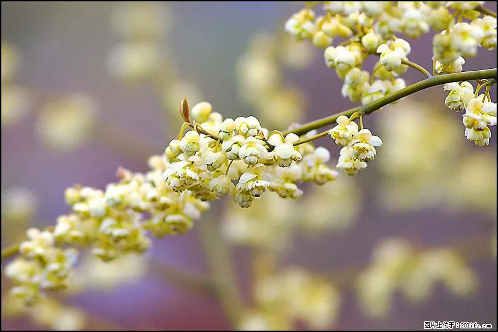 【春天,广西桂林灌阳县向您发出邀请!】米珠山前有片山苍子花在飘香 - 游山玩水 - 阳泉生活社区 - 阳泉28生活网 yq.28life.com
