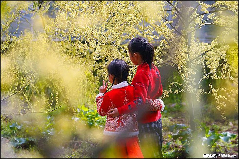 【春天,广西桂林灌阳县向您发出邀请!】米珠山前有片山苍子花在飘香 - 游山玩水 - 阳泉生活社区 - 阳泉28生活网 yq.28life.com