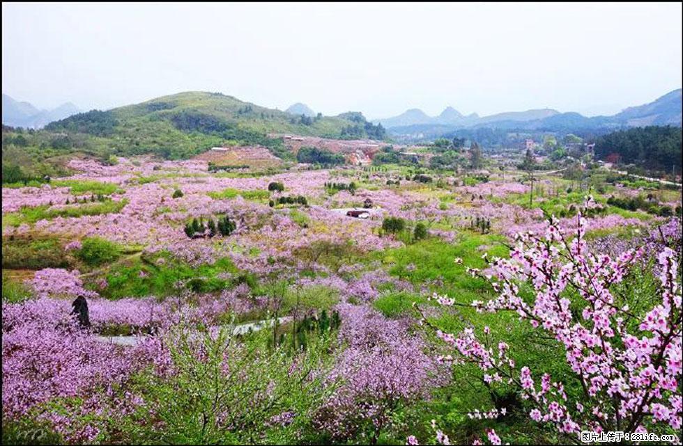 【春天,广西桂林灌阳县向您发出邀请!】官庄村有个醉美的桃花园 - 游山玩水 - 阳泉生活社区 - 阳泉28生活网 yq.28life.com