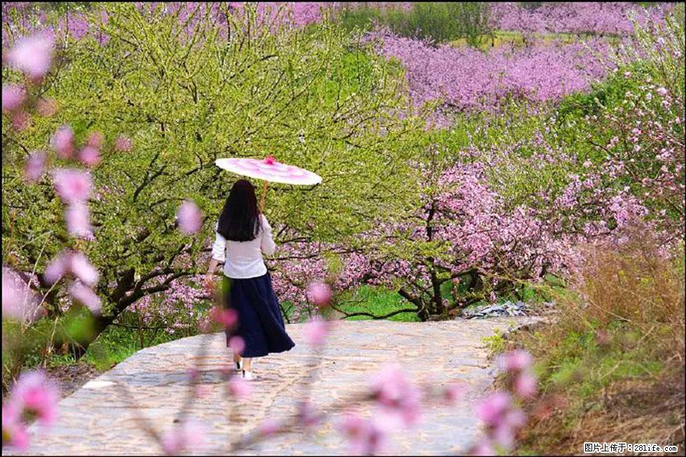 【春天,广西桂林灌阳县向您发出邀请!】官庄村有个醉美的桃花园 - 游山玩水 - 阳泉生活社区 - 阳泉28生活网 yq.28life.com