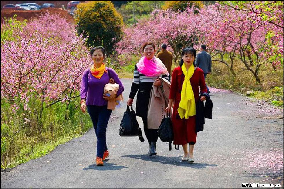 【春天,广西桂林灌阳县向您发出邀请!】官庄村有个醉美的桃花园 - 游山玩水 - 阳泉生活社区 - 阳泉28生活网 yq.28life.com