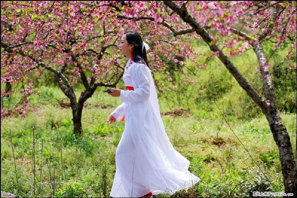 【春天,广西桂林灌阳县向您发出邀请!】官庄村有个醉美的桃花园 - 游山玩水 - 阳泉生活社区 - 阳泉28生活网 yq.28life.com