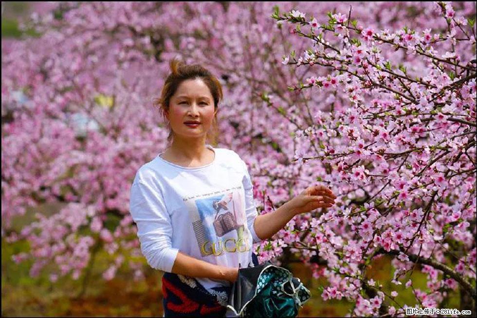 【春天,广西桂林灌阳县向您发出邀请!】官庄村有个醉美的桃花园 - 游山玩水 - 阳泉生活社区 - 阳泉28生活网 yq.28life.com