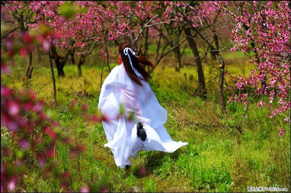 【春天,广西桂林灌阳县向您发出邀请!】官庄村有个醉美的桃花园 - 游山玩水 - 阳泉生活社区 - 阳泉28生活网 yq.28life.com