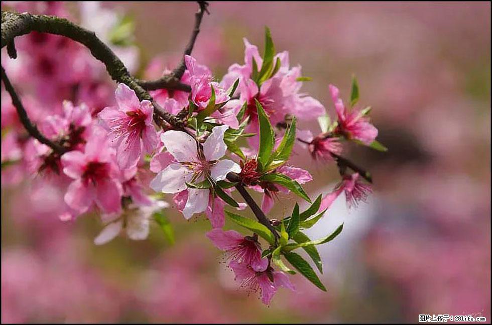 【春天,广西桂林灌阳县向您发出邀请!】官庄村有个醉美的桃花园 - 游山玩水 - 阳泉生活社区 - 阳泉28生活网 yq.28life.com