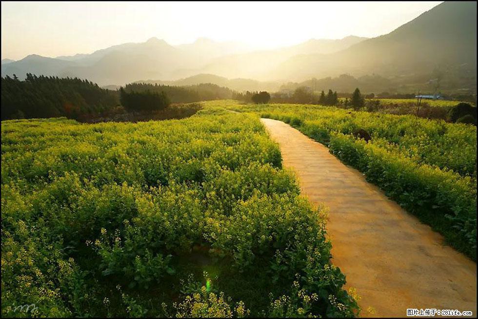【春天,广西桂林灌阳县向您发出邀请!】长坪村油菜盛情花开 - 游山玩水 - 阳泉生活社区 - 阳泉28生活网 yq.28life.com