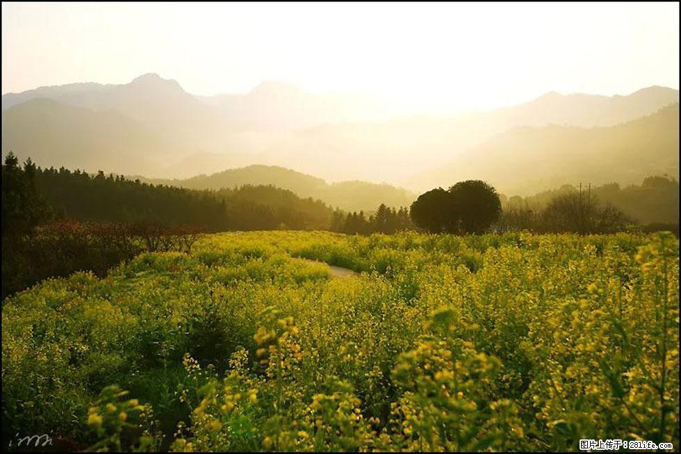 【春天,广西桂林灌阳县向您发出邀请!】长坪村油菜盛情花开 - 游山玩水 - 阳泉生活社区 - 阳泉28生活网 yq.28life.com