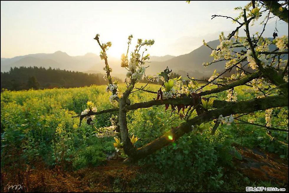 【春天,广西桂林灌阳县向您发出邀请!】长坪村油菜盛情花开 - 游山玩水 - 阳泉生活社区 - 阳泉28生活网 yq.28life.com