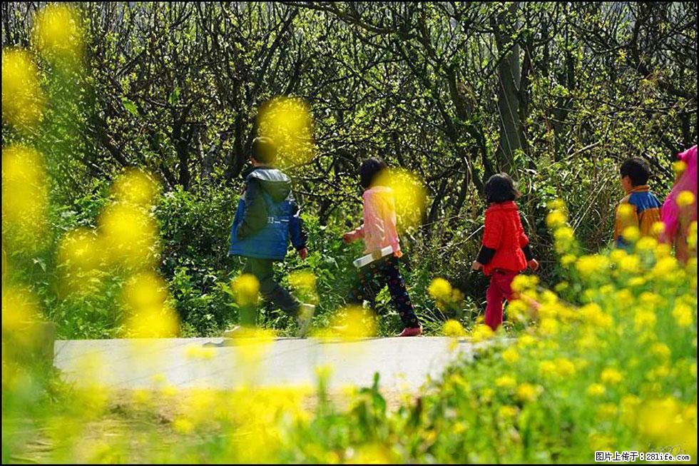 【春天,广西桂林灌阳县向您发出邀请!】长坪村油菜盛情花开 - 游山玩水 - 阳泉生活社区 - 阳泉28生活网 yq.28life.com