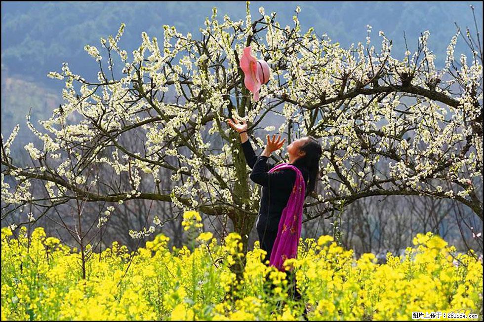 【春天,广西桂林灌阳县向您发出邀请!】长坪村油菜盛情花开 - 游山玩水 - 阳泉生活社区 - 阳泉28生活网 yq.28life.com