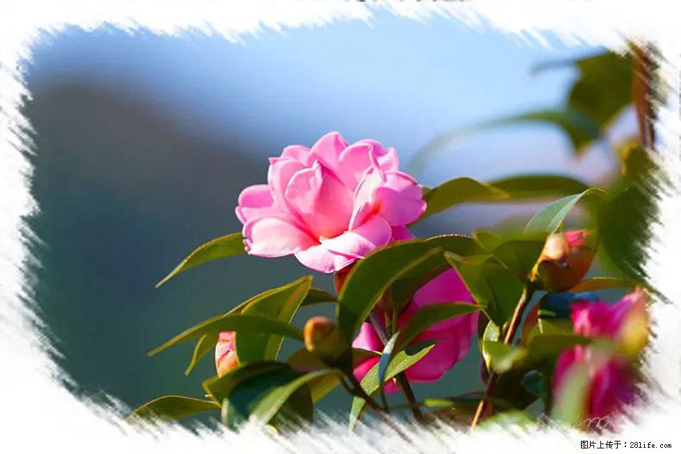 【春天,广西桂林灌阳县向您发出邀请!】杨柳井茶花惹人爱 - 游山玩水 - 阳泉生活社区 - 阳泉28生活网 yq.28life.com