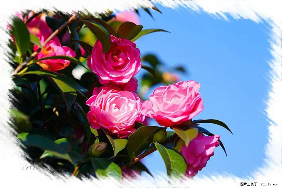 【春天,广西桂林灌阳县向您发出邀请!】杨柳井茶花惹人爱 - 游山玩水 - 阳泉生活社区 - 阳泉28生活网 yq.28life.com