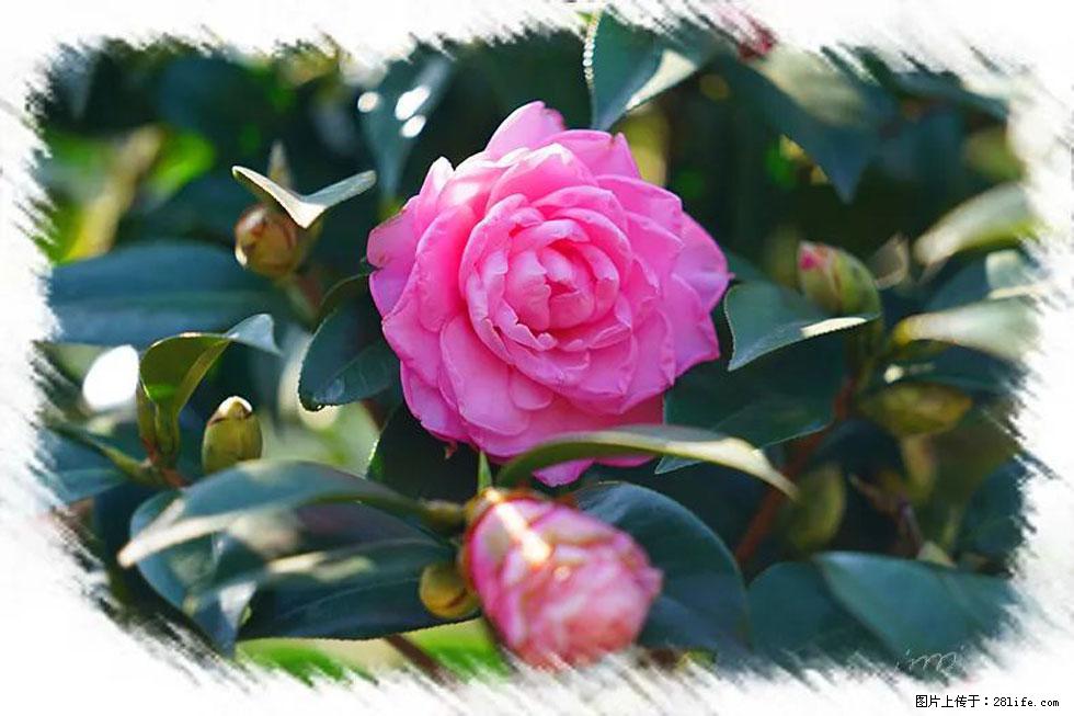 【春天,广西桂林灌阳县向您发出邀请!】杨柳井茶花惹人爱 - 游山玩水 - 阳泉生活社区 - 阳泉28生活网 yq.28life.com