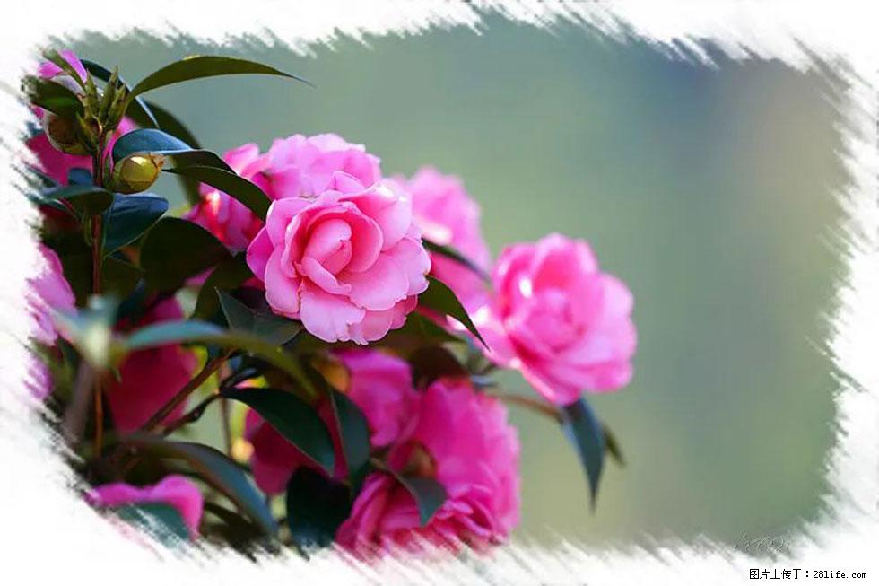 【春天,广西桂林灌阳县向您发出邀请!】杨柳井茶花惹人爱 - 游山玩水 - 阳泉生活社区 - 阳泉28生活网 yq.28life.com