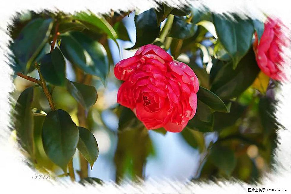 【春天,广西桂林灌阳县向您发出邀请!】杨柳井茶花惹人爱 - 游山玩水 - 阳泉生活社区 - 阳泉28生活网 yq.28life.com