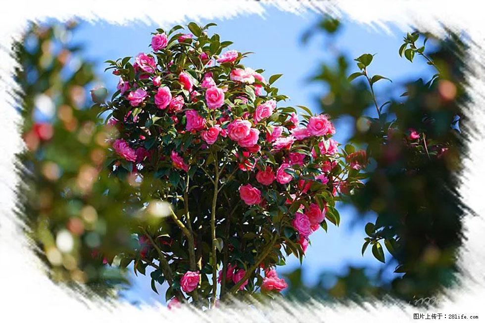 【春天,广西桂林灌阳县向您发出邀请!】杨柳井茶花惹人爱 - 游山玩水 - 阳泉生活社区 - 阳泉28生活网 yq.28life.com