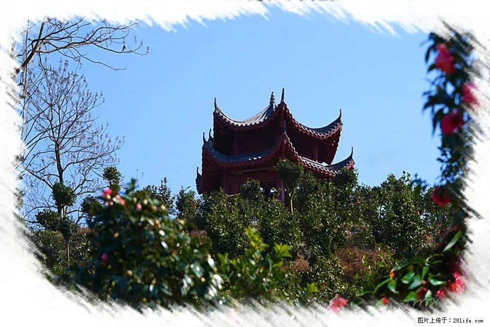 【春天,广西桂林灌阳县向您发出邀请!】杨柳井茶花惹人爱 - 游山玩水 - 阳泉生活社区 - 阳泉28生活网 yq.28life.com