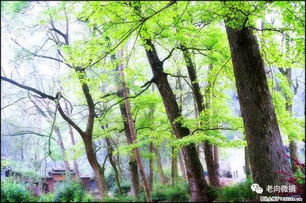 【春天,广西桂林灌阳县向您发出邀请!】在小龙村与春天约会 - 游山玩水 - 阳泉生活社区 - 阳泉28生活网 yq.28life.com