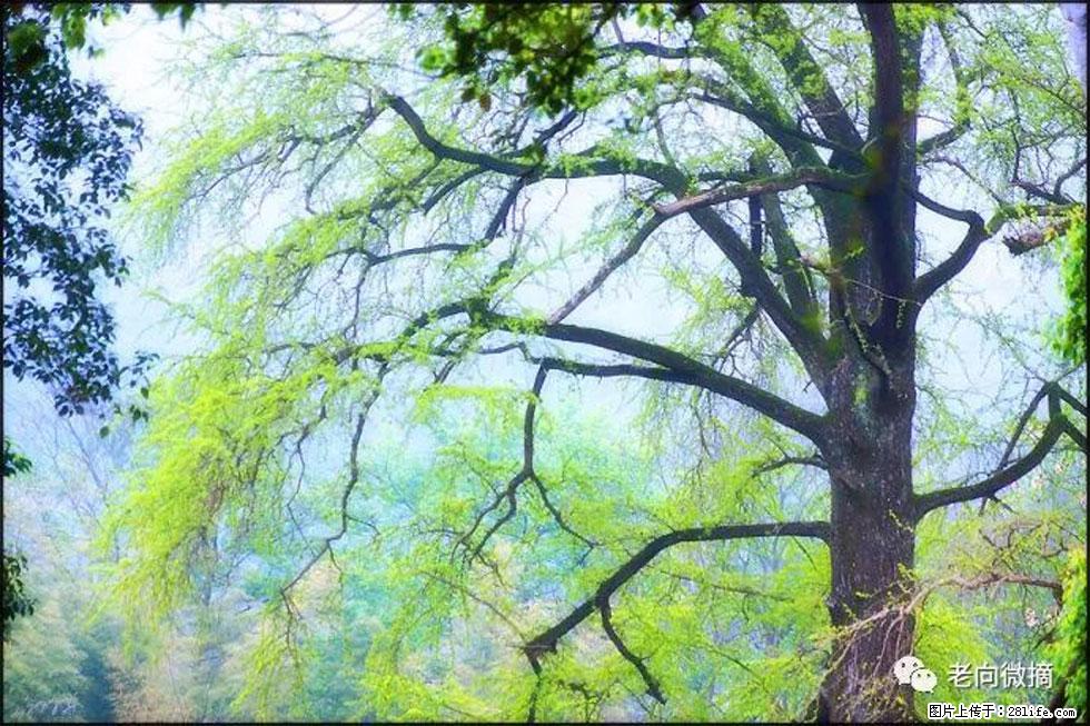 【春天,广西桂林灌阳县向您发出邀请!】在小龙村与春天约会 - 游山玩水 - 阳泉生活社区 - 阳泉28生活网 yq.28life.com