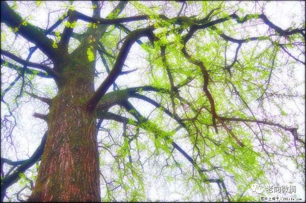 【春天,广西桂林灌阳县向您发出邀请!】在小龙村与春天约会 - 游山玩水 - 阳泉生活社区 - 阳泉28生活网 yq.28life.com