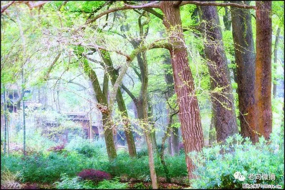 【春天,广西桂林灌阳县向您发出邀请!】在小龙村与春天约会 - 游山玩水 - 阳泉生活社区 - 阳泉28生活网 yq.28life.com