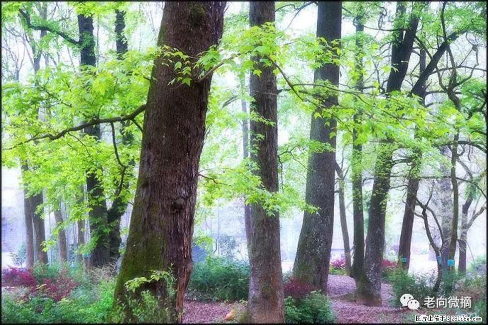 【春天,广西桂林灌阳县向您发出邀请!】在小龙村与春天约会 - 游山玩水 - 阳泉生活社区 - 阳泉28生活网 yq.28life.com