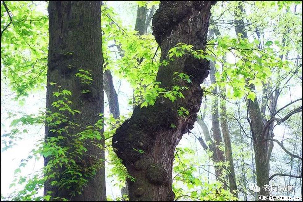 【春天,广西桂林灌阳县向您发出邀请!】在小龙村与春天约会 - 游山玩水 - 阳泉生活社区 - 阳泉28生活网 yq.28life.com