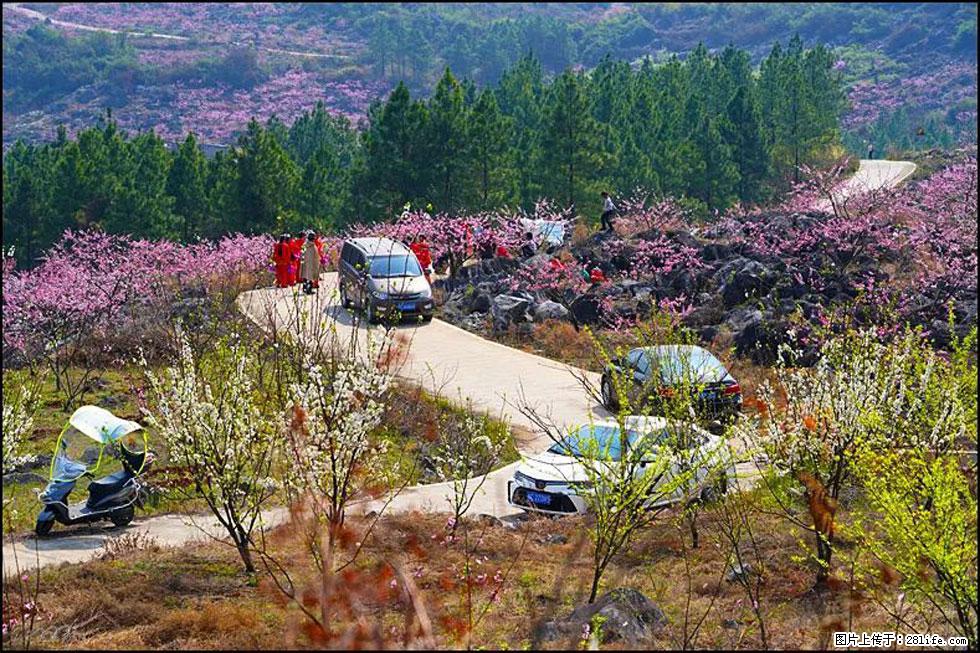 【春天,广西桂林灌阳县向您发出邀请!】望月岭上桃花开 - 游山玩水 - 阳泉生活社区 - 阳泉28生活网 yq.28life.com