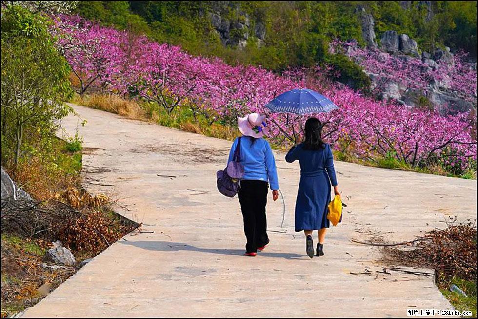【春天,广西桂林灌阳县向您发出邀请!】望月岭上桃花开 - 游山玩水 - 阳泉生活社区 - 阳泉28生活网 yq.28life.com