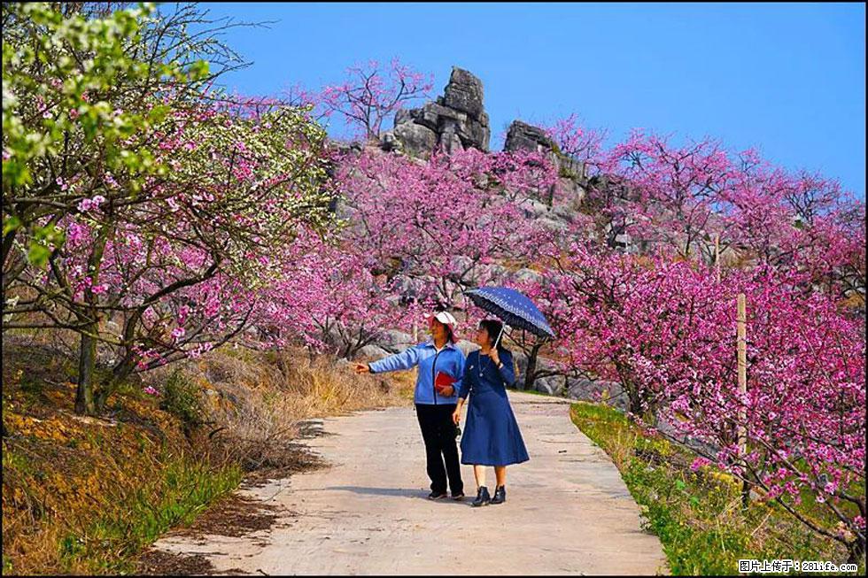 【春天,广西桂林灌阳县向您发出邀请!】望月岭上桃花开 - 游山玩水 - 阳泉生活社区 - 阳泉28生活网 yq.28life.com