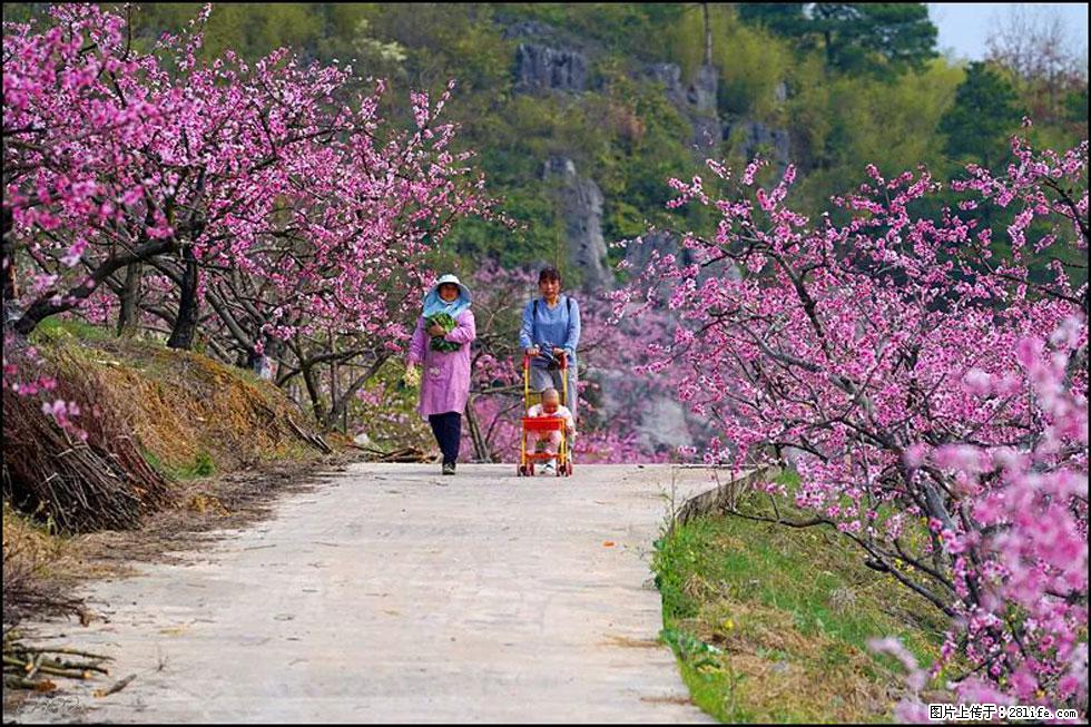 【春天,广西桂林灌阳县向您发出邀请!】望月岭上桃花开 - 游山玩水 - 阳泉生活社区 - 阳泉28生活网 yq.28life.com