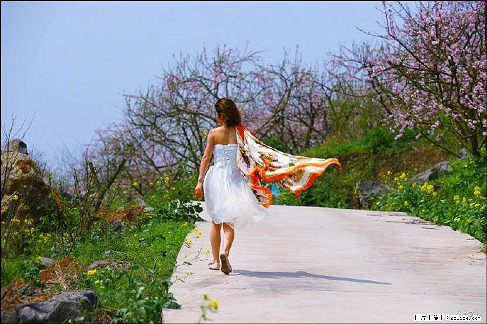 【春天,广西桂林灌阳县向您发出邀请!】望月岭上桃花开 - 游山玩水 - 阳泉生活社区 - 阳泉28生活网 yq.28life.com