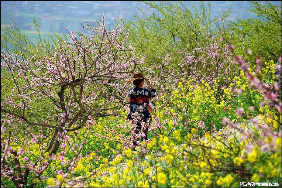 【春天,广西桂林灌阳县向您发出邀请!】望月岭上桃花开 - 游山玩水 - 阳泉生活社区 - 阳泉28生活网 yq.28life.com