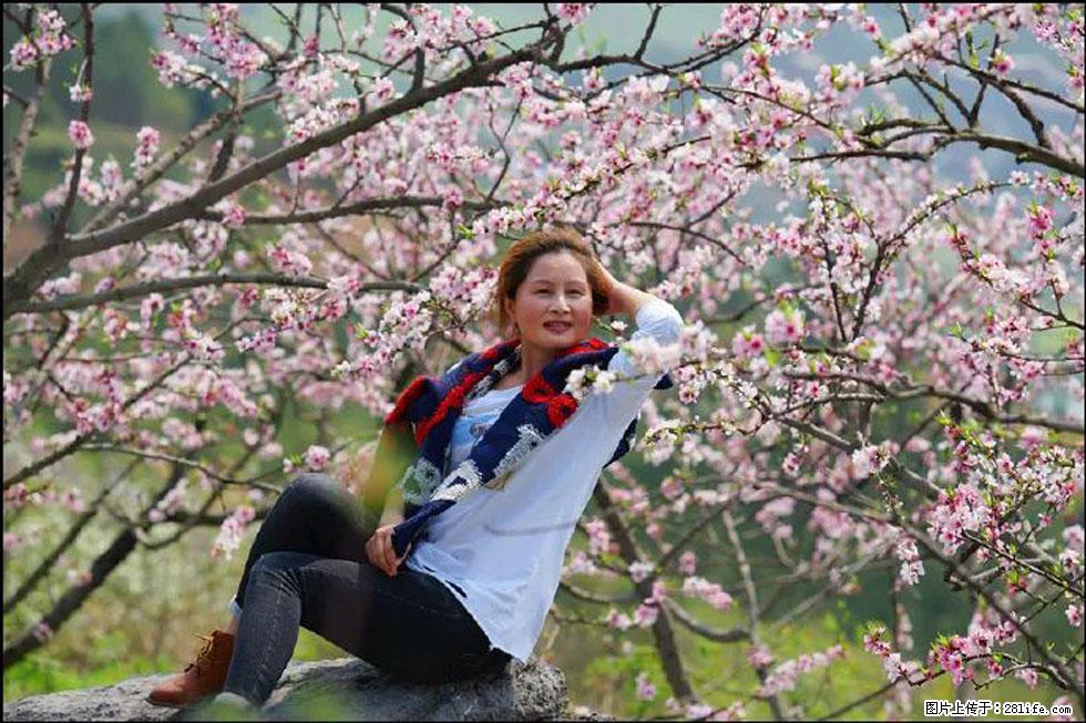 【春天,广西桂林灌阳县向您发出邀请!】望月岭上桃花开 - 游山玩水 - 阳泉生活社区 - 阳泉28生活网 yq.28life.com