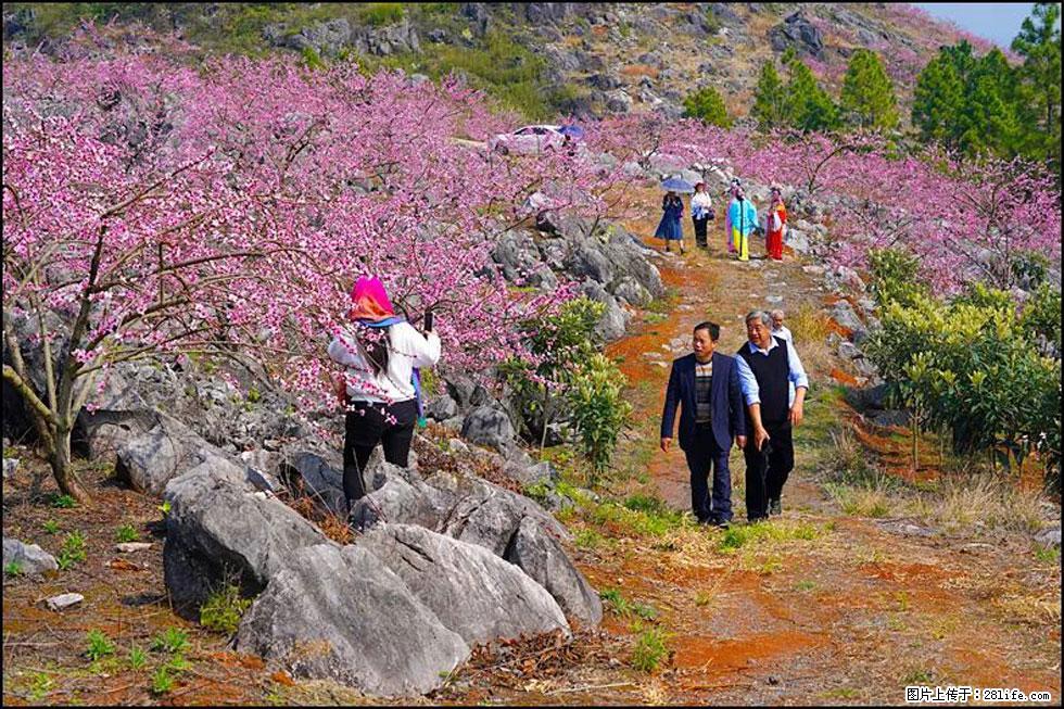 【春天,广西桂林灌阳县向您发出邀请!】望月岭上桃花开 - 游山玩水 - 阳泉生活社区 - 阳泉28生活网 yq.28life.com