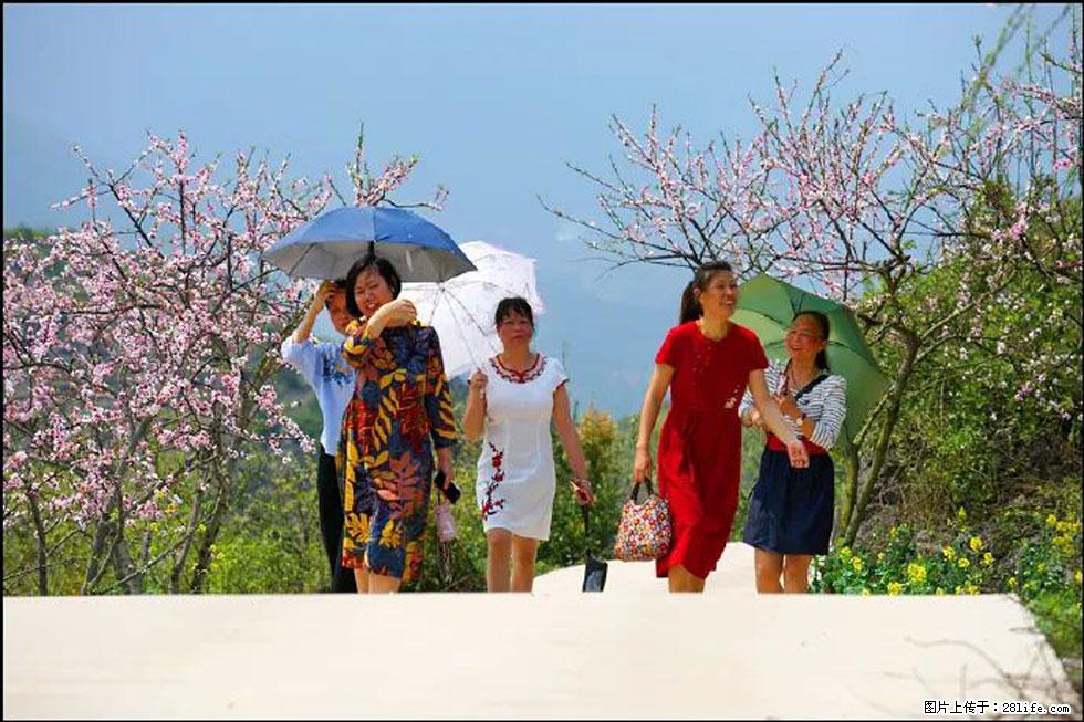 【春天,广西桂林灌阳县向您发出邀请!】望月岭上桃花开 - 游山玩水 - 阳泉生活社区 - 阳泉28生活网 yq.28life.com
