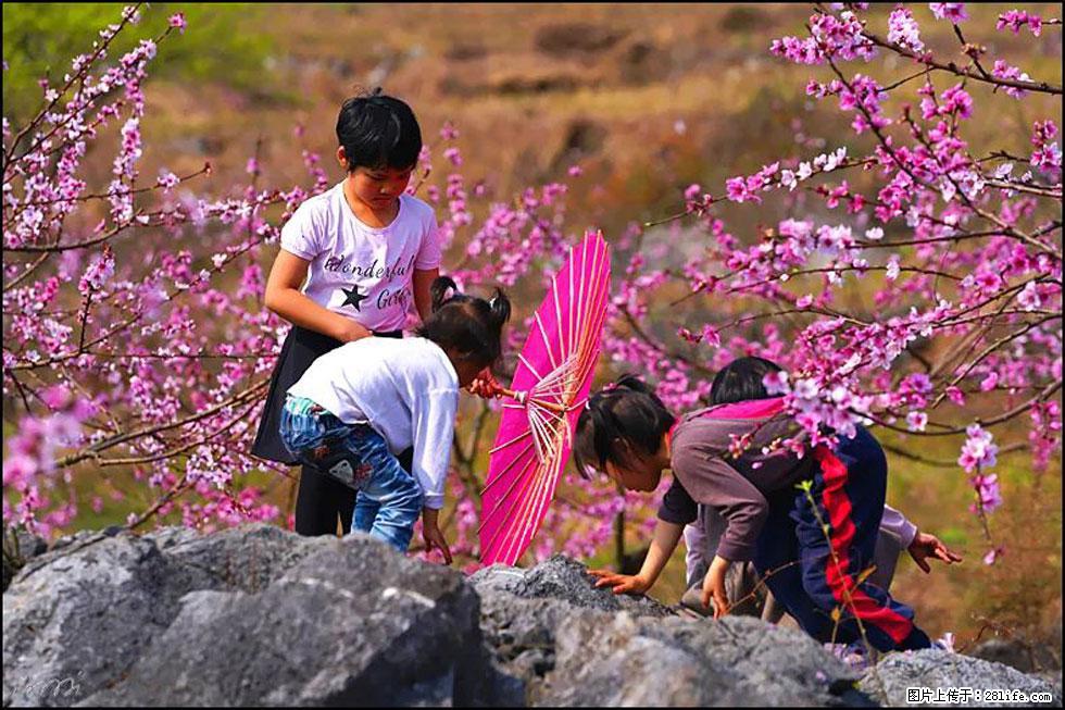 【春天,广西桂林灌阳县向您发出邀请!】望月岭上桃花开 - 游山玩水 - 阳泉生活社区 - 阳泉28生活网 yq.28life.com